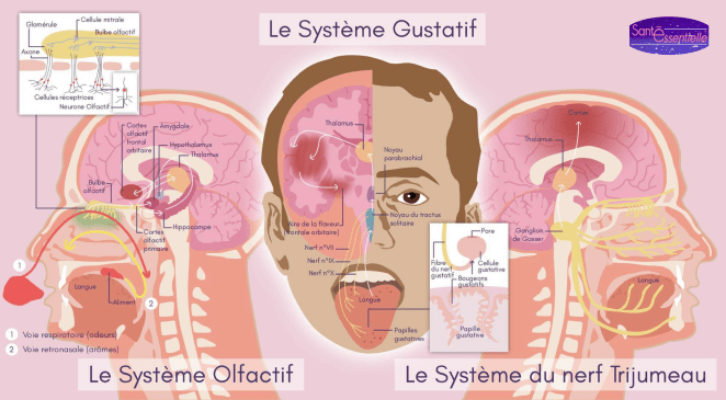 sante-essentielle-fonctionnement-des-sens